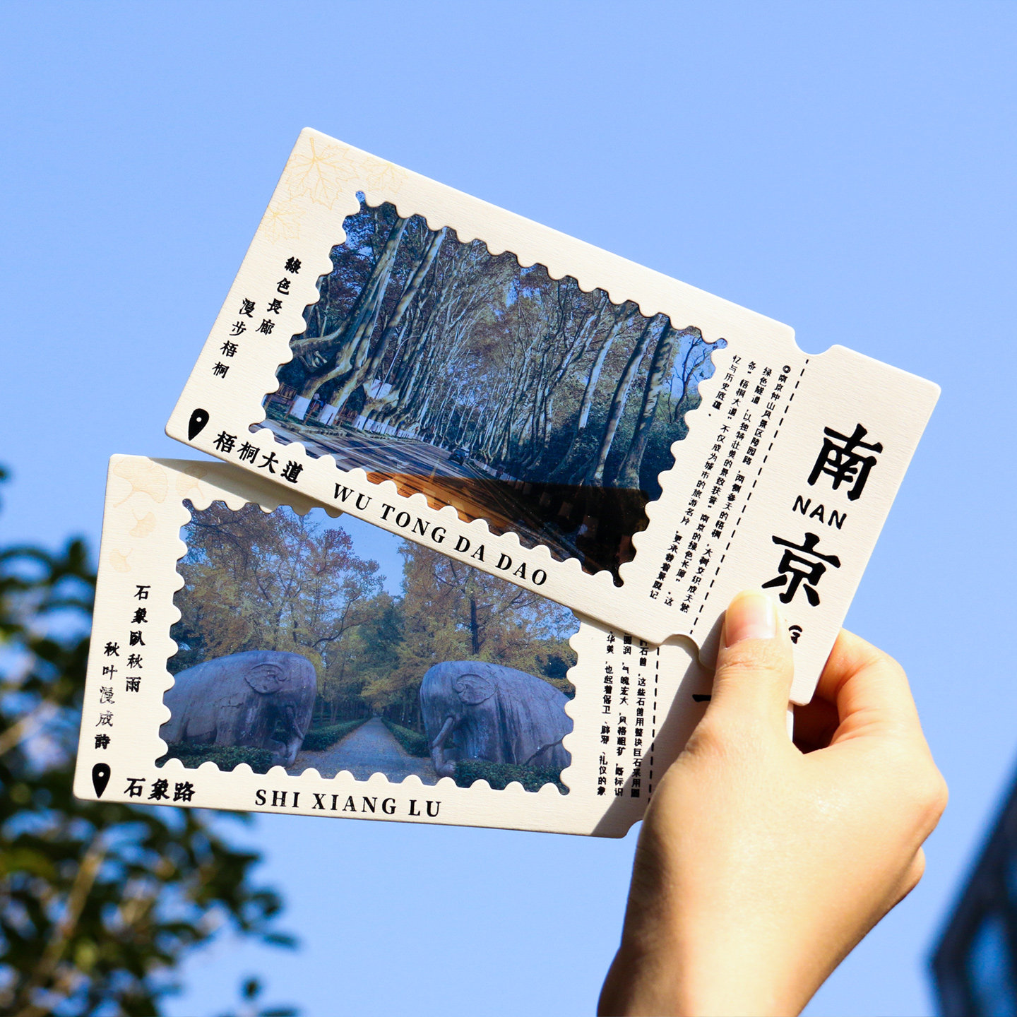 钟山毓秀透卡明信片梧桐大道石象贺卡/明信片