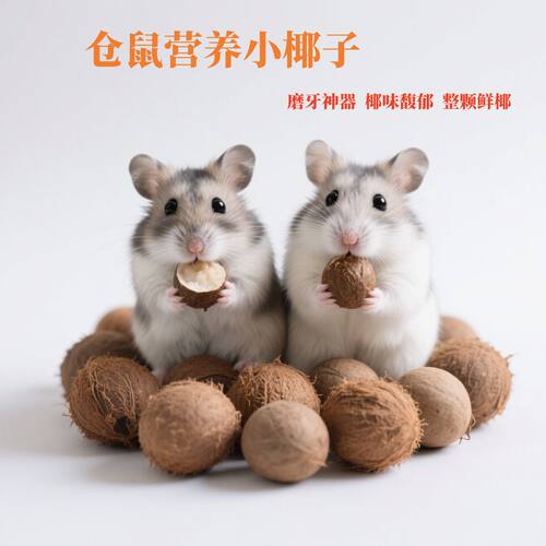 仓鼠金丝熊花枝鼠松鼠磨牙迷你小椰子宠物超小磨牙解闷小椰子零食