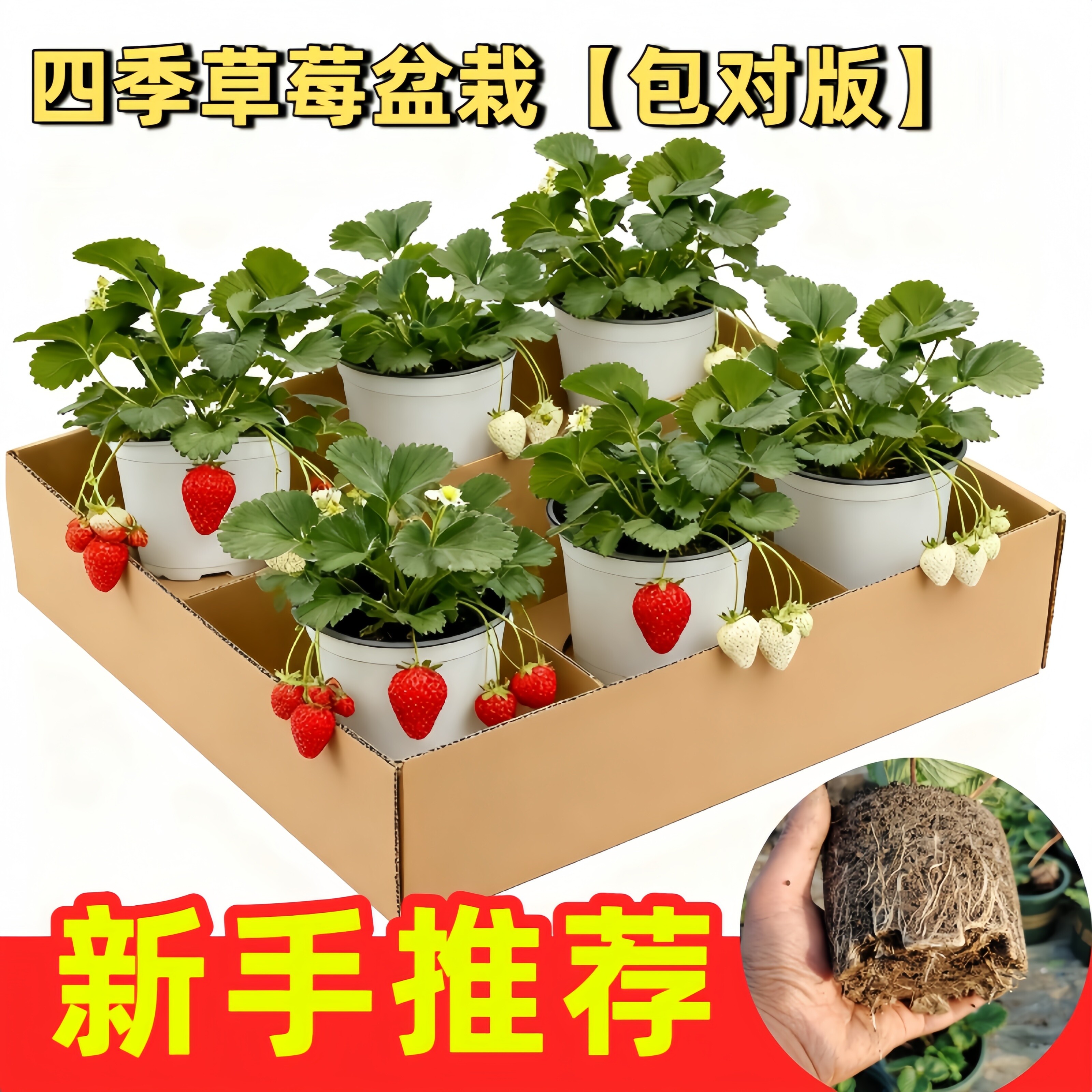 草莓苗四季盆栽食用红颜奶油丹东99草莓新苗秧种籽子原盆原土