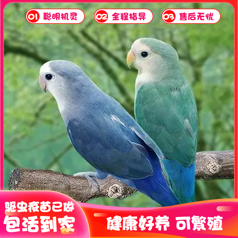 靓宠异族宠物鸟一对包邮