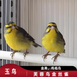 人工繁育金丝雀 金青鸟黄额丝雀 观赏鸟活鸟白燕灰燕大金黄鸟包邮