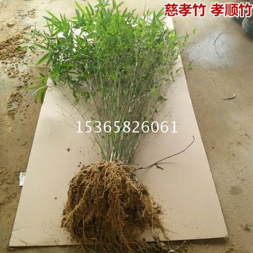 慈孝竹风水凤凰竹竹米庭院竹子苗