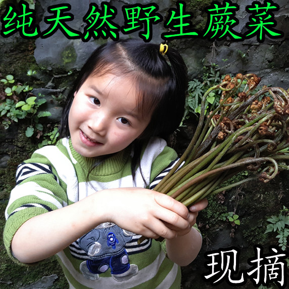 蕨菜新鲜衢州深山现采野生蕨菜下饭菜当季龙爪菜拳头菜