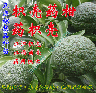 高产枳壳嫁接苗 臭皮柑 药柑苗酸抛柑 药用枳壳苗苦药柑当年结果