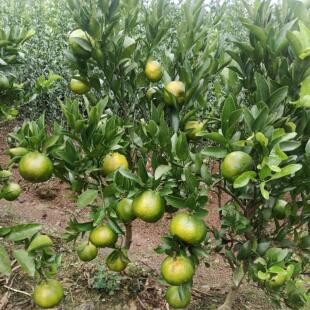 新余蜜桔苗早熟青皮蜜桔苗柑橘树苗无核果树苗无核南方种植地盆栽