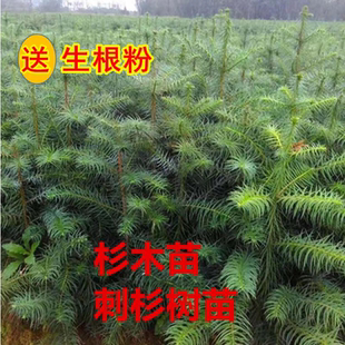 良种杉木苗速生杉树苗红心杉刺杉造林杉木苗第三代红心杉木苗