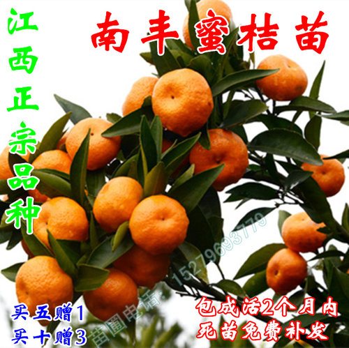 南丰蜜橘树苗正宗小桔子纯甜无渣