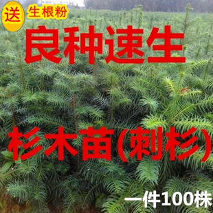 良种杉木苗速生杉树苗100棵刺杉苗红心杉三代绿化荒山造林一年苗