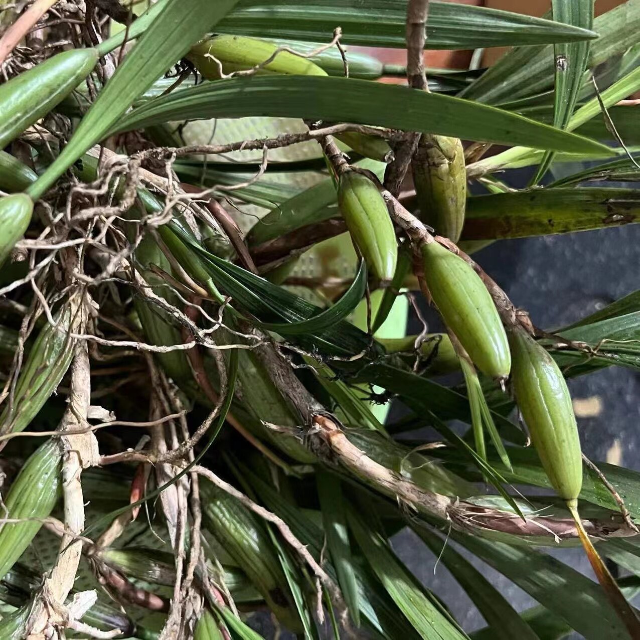 现发石橄榄新鲜广西双叶大果石橄榄石仙桃炖汤补品大号福建石橄榄