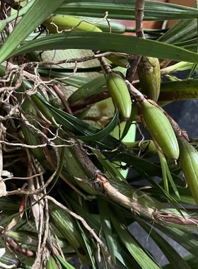 现货石橄榄新鲜广西双叶大果石橄榄石仙桃炖汤补品大号福建石橄榄