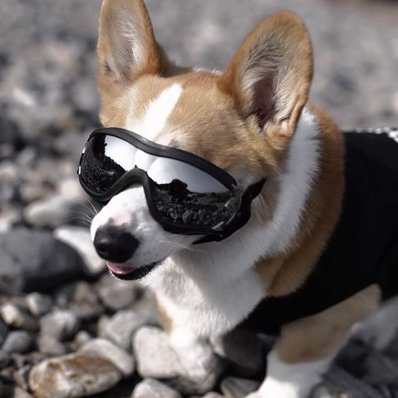 宠物眼镜护目镜狗狗专用墨镜小狗宠物防风镜可爱搞笑拍照个性帅气