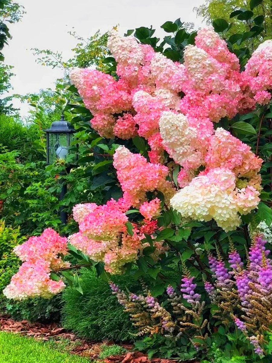 耐寒乔木圆锥绣球花香草草莓石灰灯夏日美人欧州木绣球胭脂钻大苗