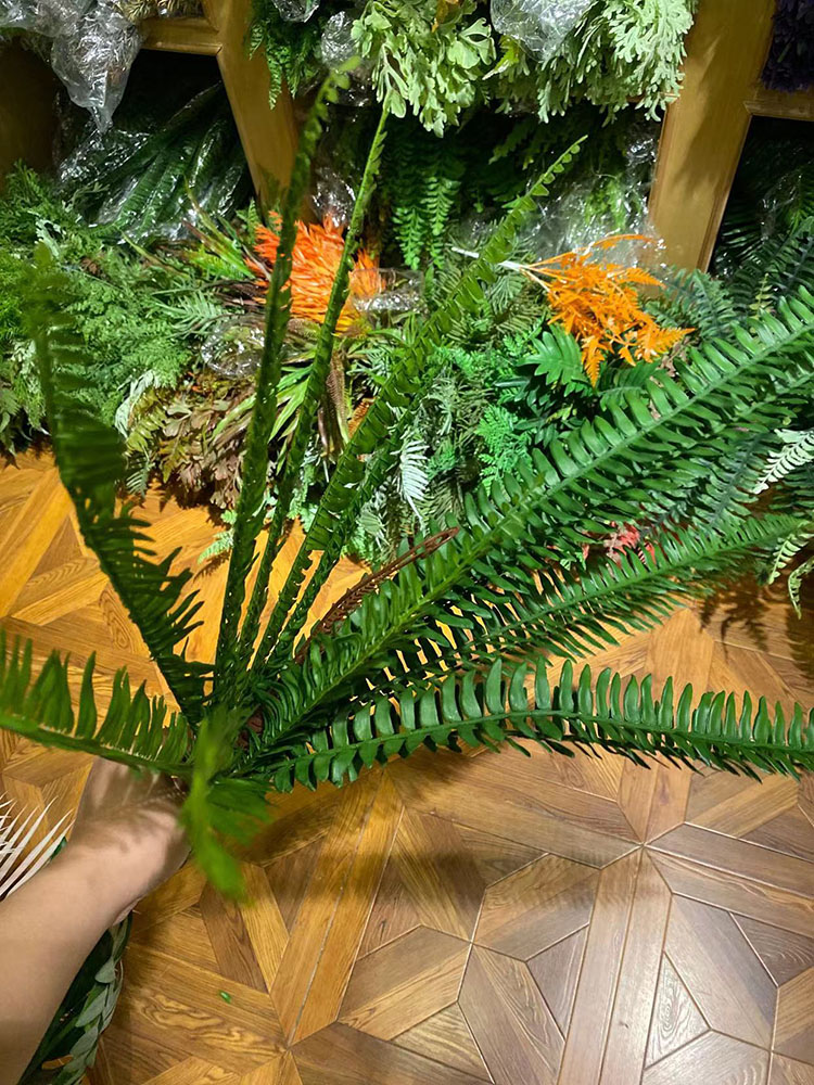 带心波斯蕨草装饰大叶波斯草 彩色叶子