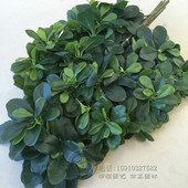 仿真福禄桐叶子假树叶树木装 饰树叶手感胶树叶工程装 饰叶子