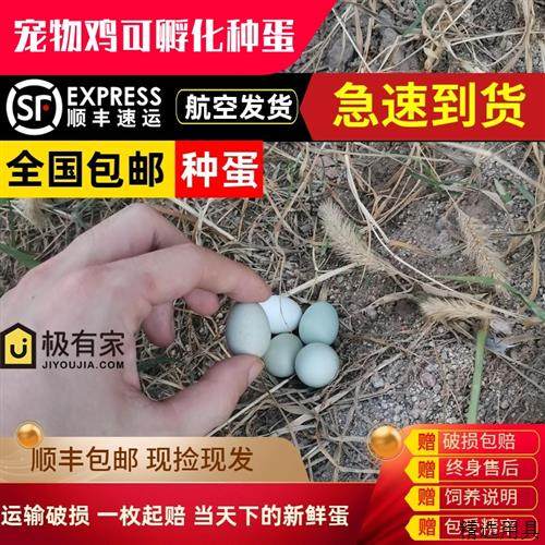 芦丁鸡种蛋受精可孵化蛋活苗全色系宠物观赏鸡蛋孵化当天下受精卵,宠物/宠物食品及用品,宠物鸡,淘宝优惠券,粉丝福利购,淘宝优惠卷