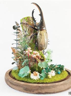 森林勇士真实昆虫甲虫标本生态微景观玻璃罩摆件大兜虫收藏品礼物