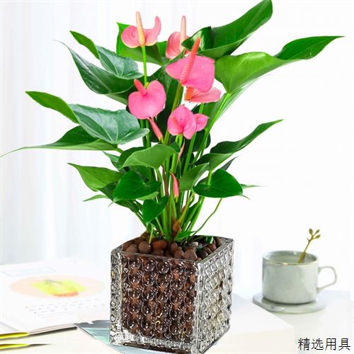 新品绿植 粉掌苗带花 室内盆栽植物 水培红掌绿萝 土培发财树