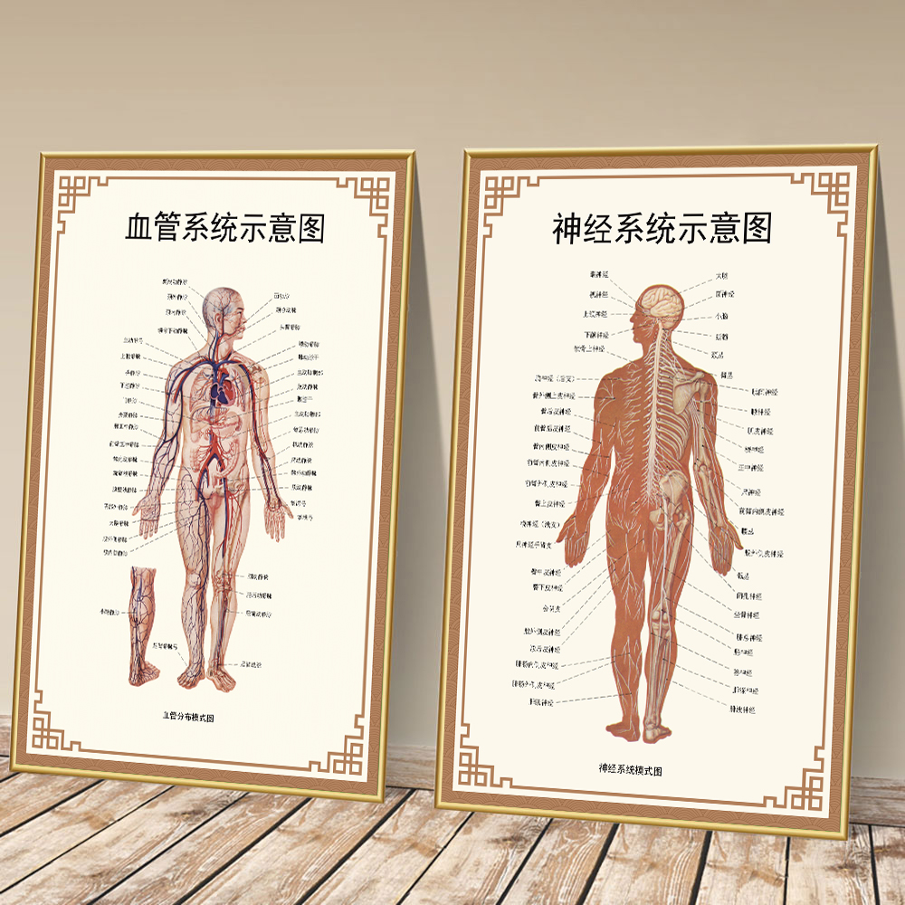 人体神经系统示意图全身脊柱器官结构解剖挂画医学院知识布置海报