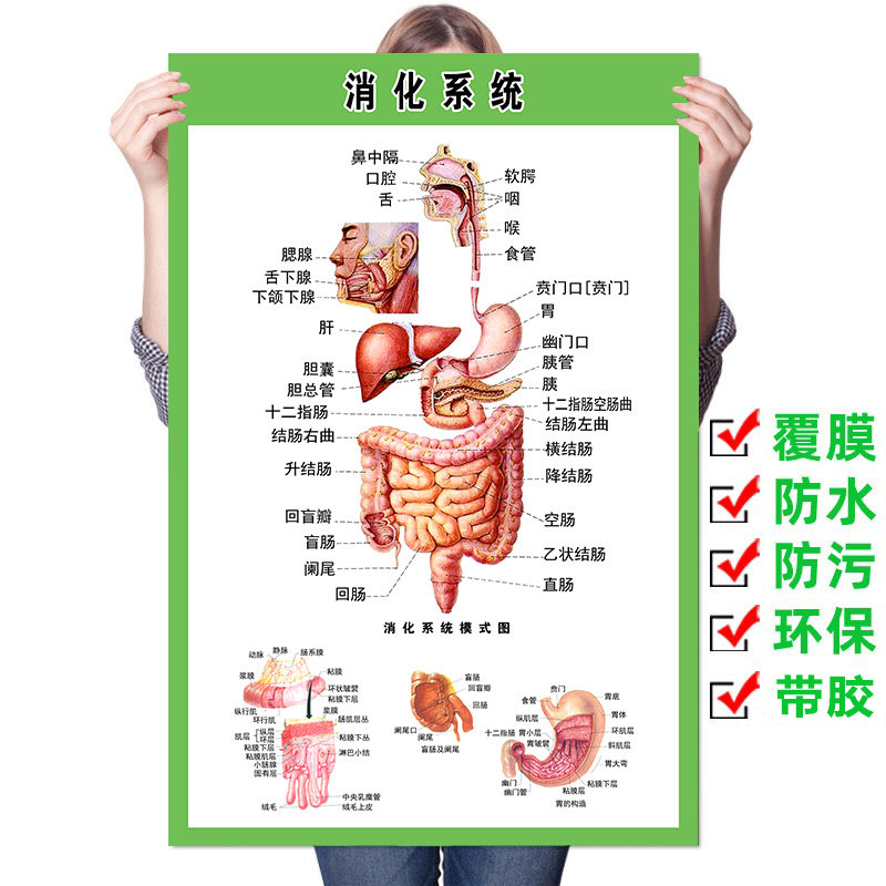 消化系统示意图人体五脏六腑解剖图中医馆宣传墙贴肌肉神经骨骼图