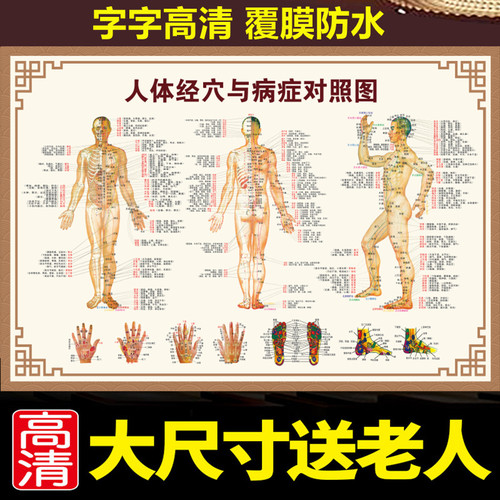 人体经络穴位图标准大图中医养生理疗馆人体病症穴位图解挂图高清 - 封面