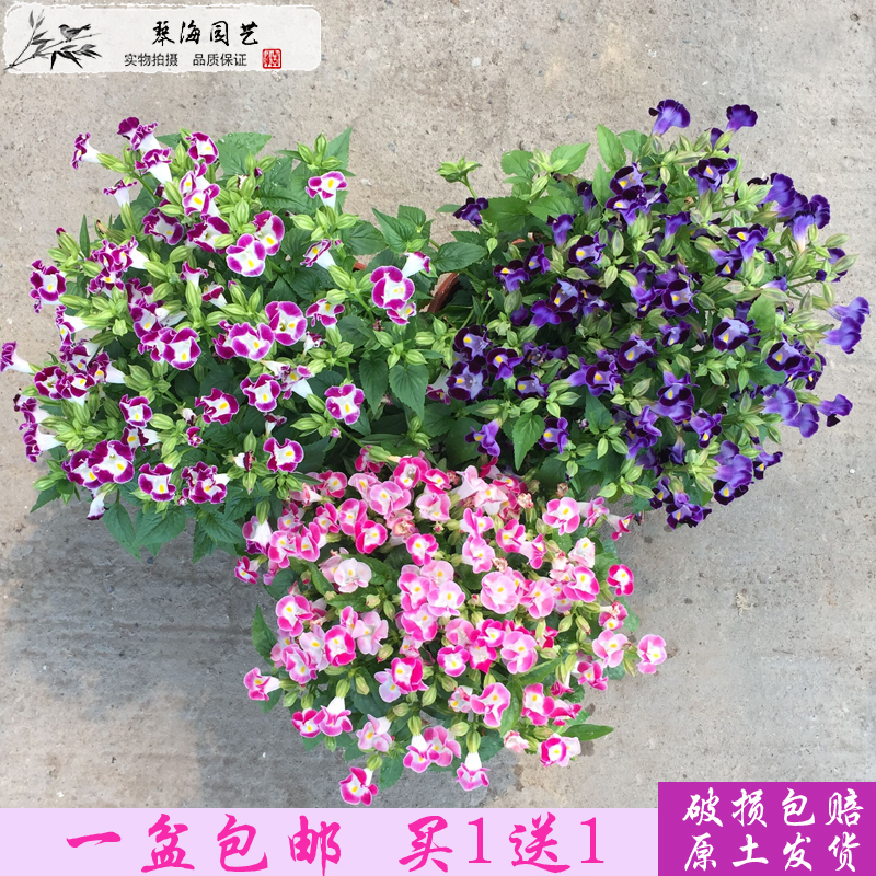 夏堇盆栽 夏瑾蝴蝶草花苗庭院阳台花园植物花卉 耐热耐晒易爆盆|ruв категории доставка цветов/цветок моделирования/растения садоводства, цветок/растения в горшках (новый), цветок - от Buy2taobao.com для оказания профессиональной услуги покупки агента Taobao