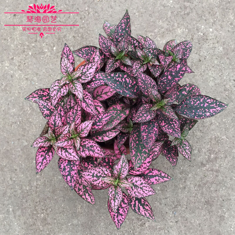 嫣红蔓花苗盆栽阳台室内花园调色板四季常青花叶蔓常青观叶植物