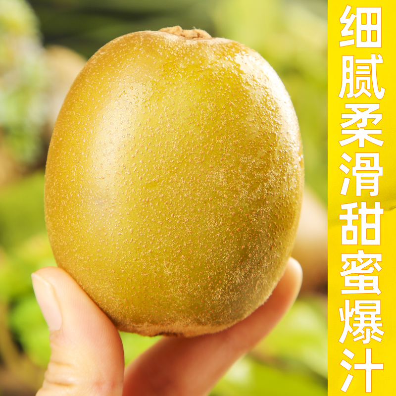 四川黄肉猕猴桃30枚整箱