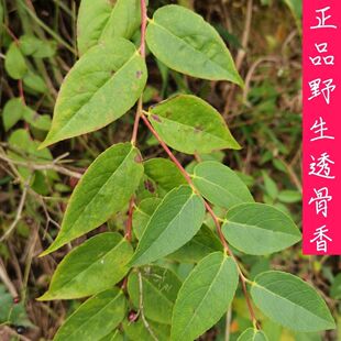 云南生态特产透骨香中药材滇白珠透骨草全株满山香