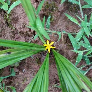 云南原生态独脚丝茅仙茅非种植包邮中药材独脚仙茅苗地棕根独角
