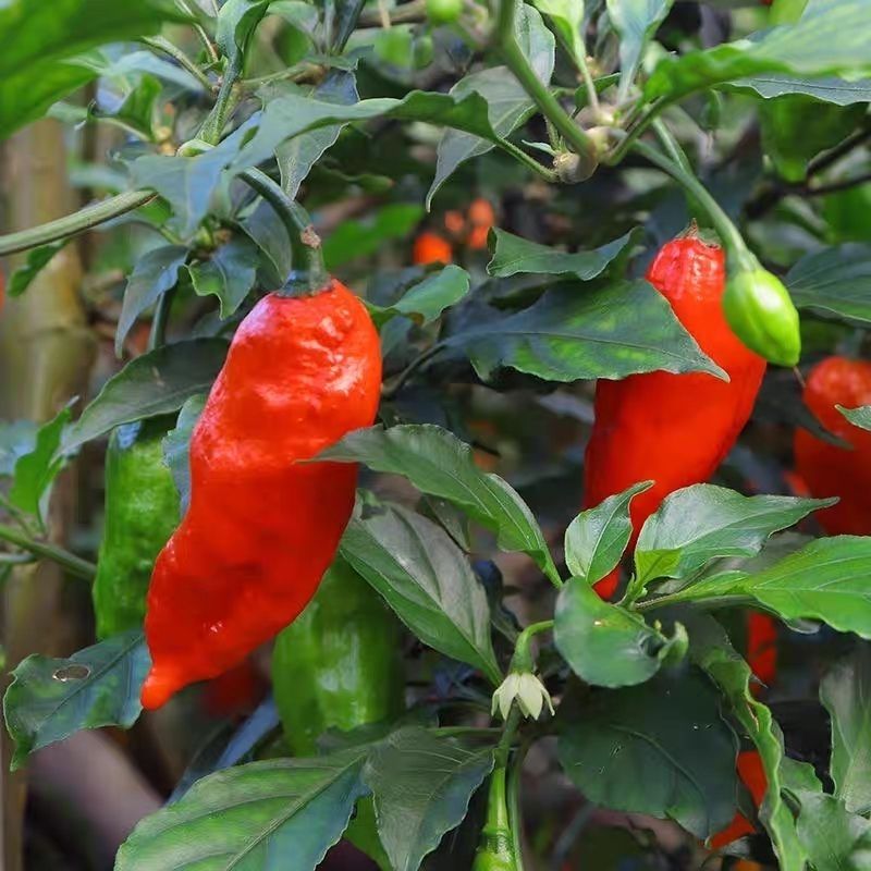 巨辣卡罗莱纳死神魔鬼辣龙息辣椒云南涮涮辣印度魔鬼椒