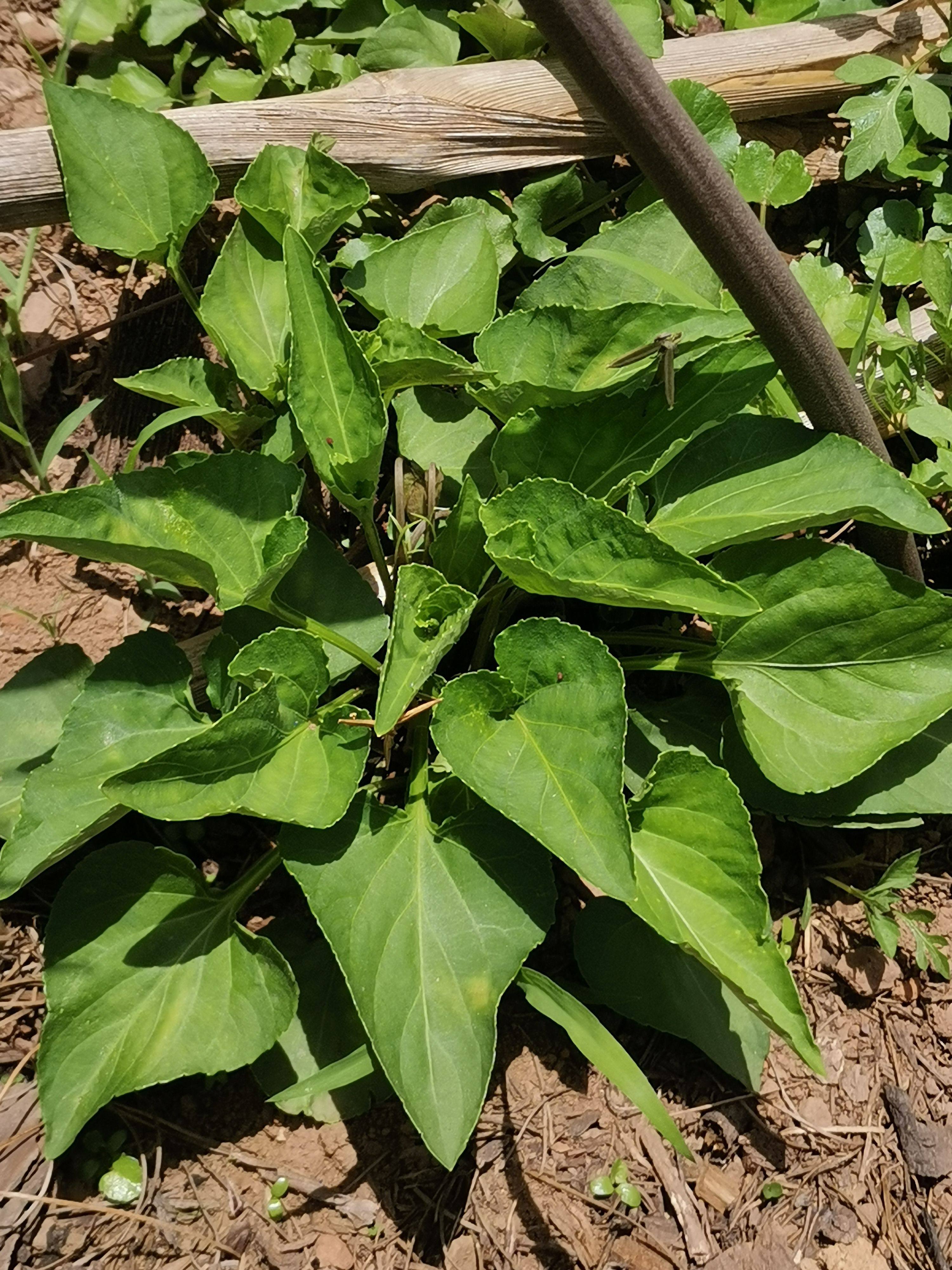 犁头草新鲜紫花地丁500g农家犁头尖地丁草现采 发货整棵带根草药