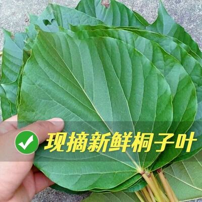 鲜新桐子叶油桐树叶食粑粑叶下单现摘现发油桐果树叶中药材包邮