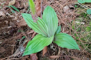 新鲜见血清中草药见血青种苗盆土栽鲜品云南中草药材可盆栽植物