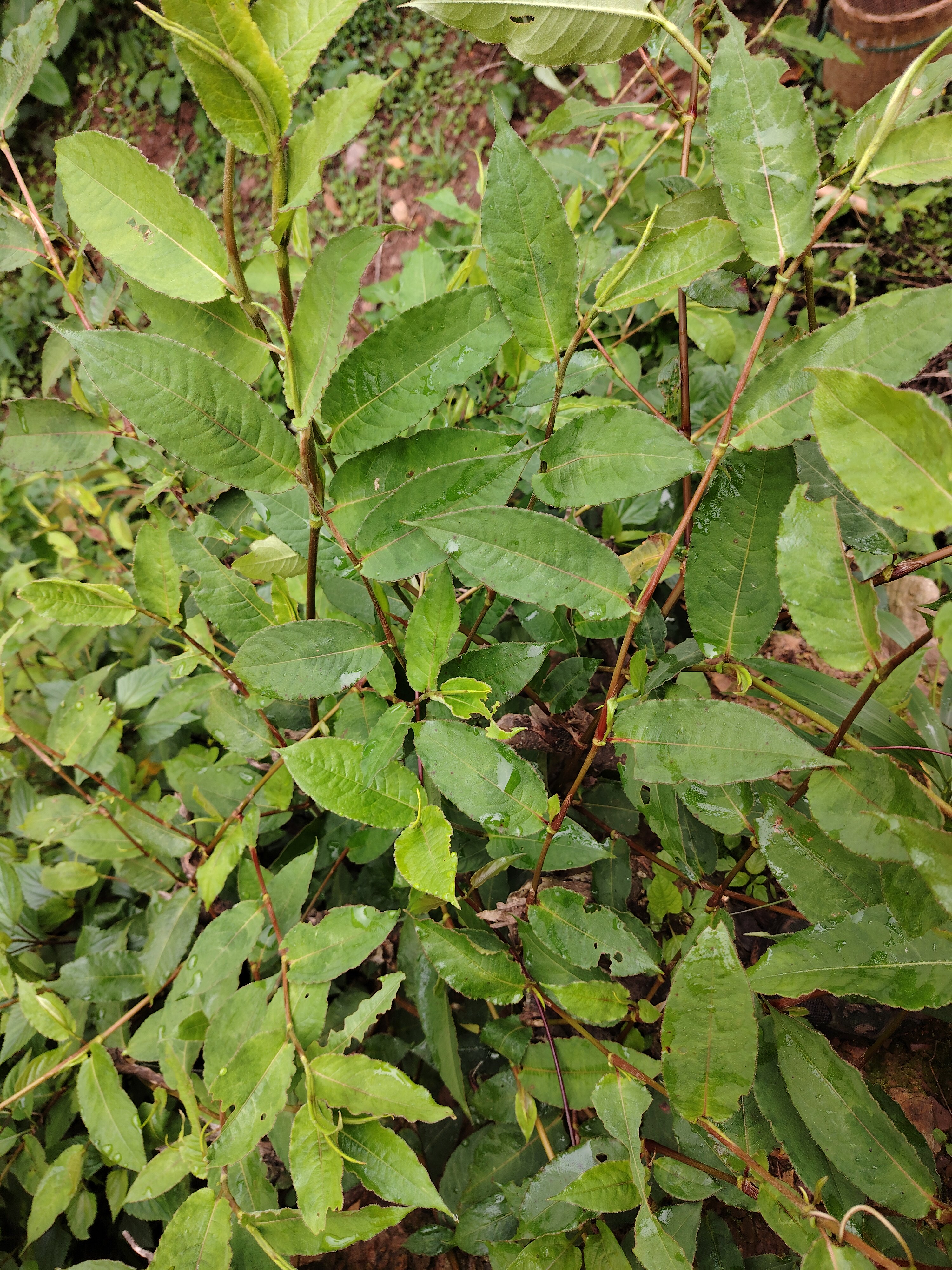 火炭母草天然新鲜中草药材料云南白饭草预防晒干喉咙痛凉茶洗湿痒