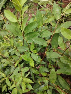 火炭母草天然新鲜中草药材料云南白饭草预防晒干喉咙痛凉茶洗湿痒