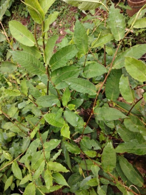 火炭母草天然新鲜中草药材料云南白饭草预防晒干喉咙痛凉茶洗湿痒