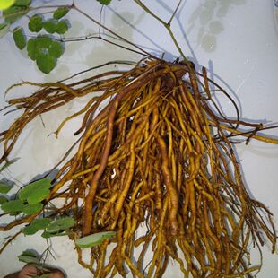 新鲜天然唐松草马尾黄连唐松草盆栽金丝黄莲草黄连马尾黄莲纯根