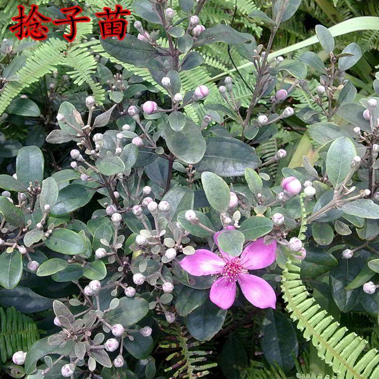 桃金娘山捻子树苗野果苗乌捻子苗常绿南方种植庭院盆地栽当年结果