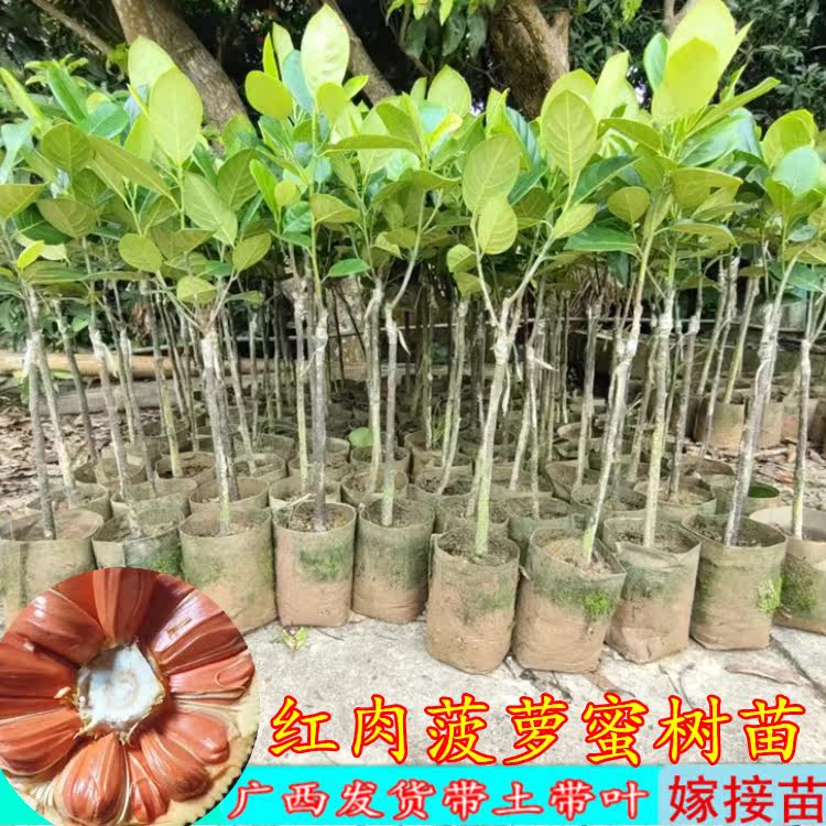 四季菠萝蜜嫁接果树苗榴莲蜜树苗干包红肉菠萝蜜庭院盆栽果树菠萝