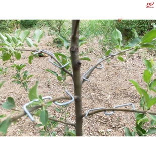 果树拉枝定型器弯枝工具梨树苹果树定型夹改进别树枝翘头新生枝条