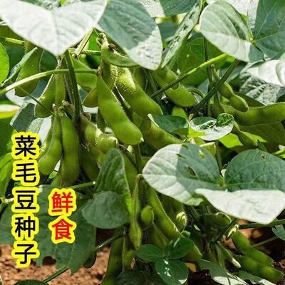 菜毛豆种子日本青黄豆早熟高产鲜食豆 农家春夏季四季播种蔬菜籽