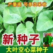 大叶空心菜种子圆叶四季 菜苗菜籽蔬菜大叶空心菜种籽种孑农家盆栽