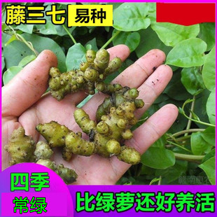 野外藤三七植物苗食药用土田七种子根茎室外易活花卉爬藤绿植盆栽