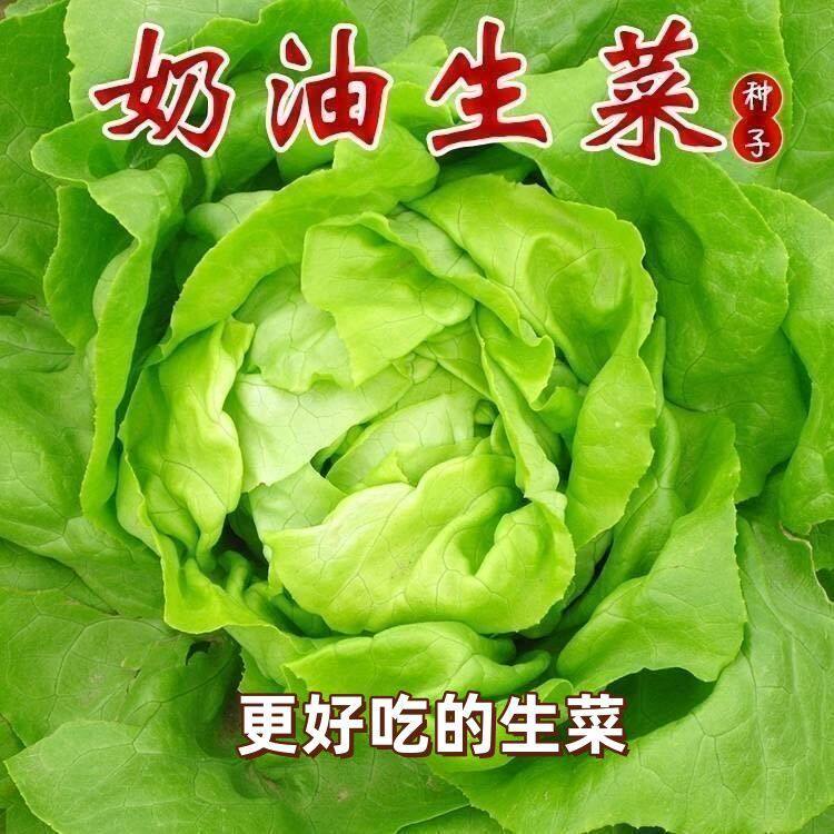 四季奶油生菜种子可生吃阳台专用夏季蔬菜种籽农家盆栽耐热籽