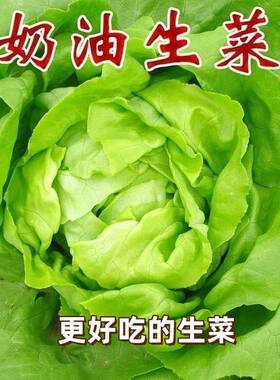 蔬菜四季阳台专用耐热奶油生菜