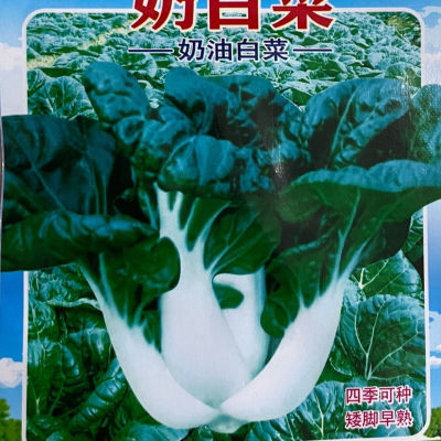 蔬菜四季奶白菜盆栽种子