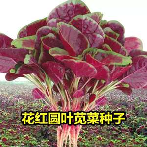 新花四季播高产阳台盆栽蔬菜种子