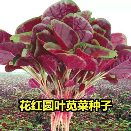 【新花红苋菜种子】四季播高产青菜种子苋菜籽阳台盆栽蔬菜种子 - 封面