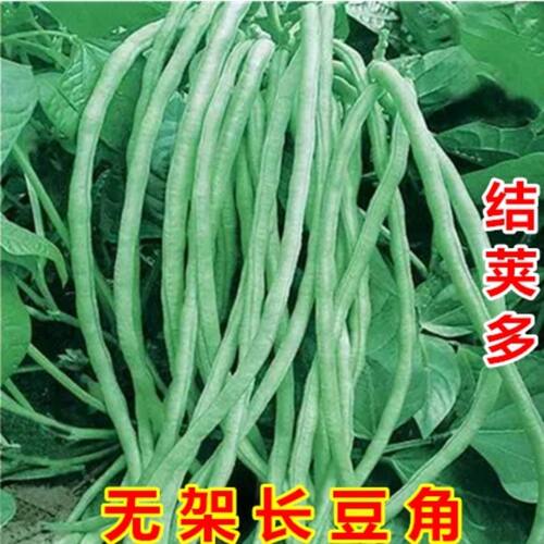 蔬菜四季阳台盆栽种子