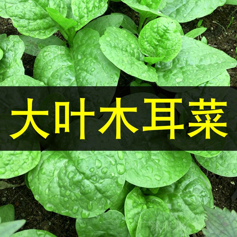 大叶木耳菜种植蔬菜种籽四季